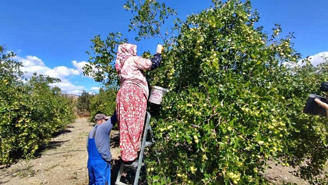 Ankara'nın saklı şifası: 'Hayat meyvesi' diyorlar! 10